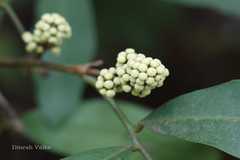 Glycosmis pentaphylla